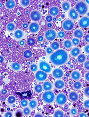 Detailed Medical Study of Lassa Virus Effects on Cellular Tissue Health