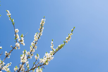 青空と白い花桃