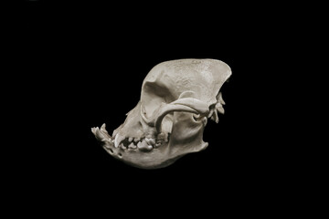 Anatomy and biology. English Bulldog - dog Skull.