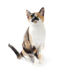 Cute calico cat sitting on white background