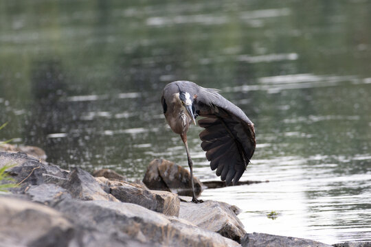 Great Blue Heron Preening on Riverbank Rocks