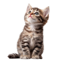Baby kitten looking up playfully, isolated on transparent background