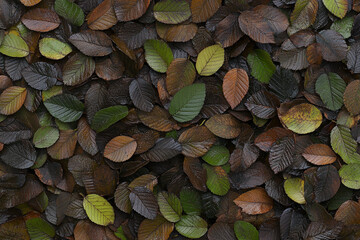 Colorful autumn leaves cover the ground in vibrant hues of red, orange, and yellow amidst a scenic landscape
