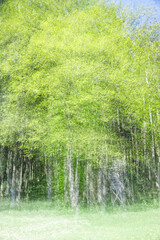 ICM view of a hunters wooden shelter in the green forest
