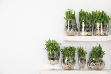 Wheat grass in transparent pots on shelves near light wall. Space for text