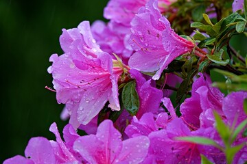 雨に濡れたみずみずしいツツジの花