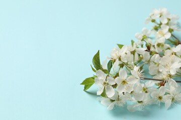 Twigs with beautiful flowers on light blue background, closeup. Space for design