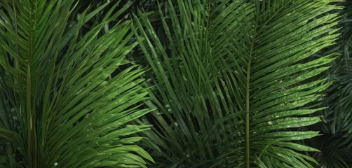 Intricate, vibrant green palm leaf texture close-up ,  plant texture,  natural texture