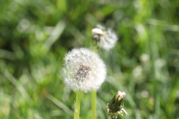 Beautiful dandelion flowers and green grass outdoors