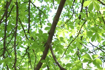 Beautiful tree crown with green leaves as background, closeup