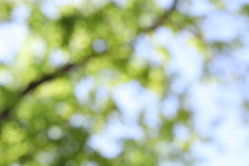 Blurred view of beautiful tree crown, closeup