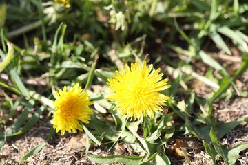 Beautiful dandelion flowers and green grass outdoors