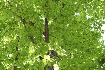 Beautiful tree crown with green leaves as background, closeup