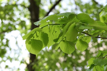 Beautiful tree crown with green leaves as background, closeup