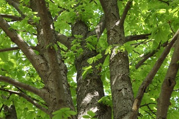 Beautiful tree crown with green leaves as background, low angle view