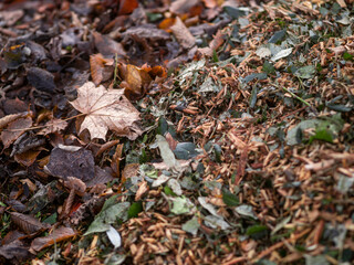 A pile of wood chips is on the ground. The pile is brown and has a lot of wood chips. Selective focus. Waste ground with dirty tree mulch.