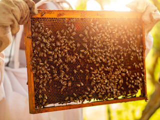Wooden frame with honeycomb is being inspected by beekeeper for quality control. Production of fine organic natural product. Popular hobby and agriculture business. Selective focus.
