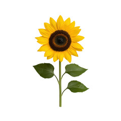 Obraz premium Bright and Cheerful Sunflower with Vibrant Yellow Petals Against on transparent background Showcasing Natural Beauty