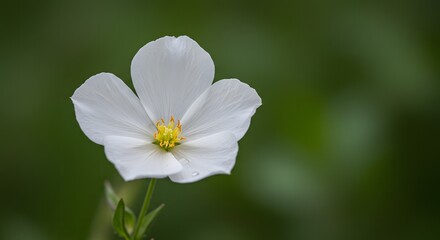Fototapeta premium White Flower with Yellow Center
