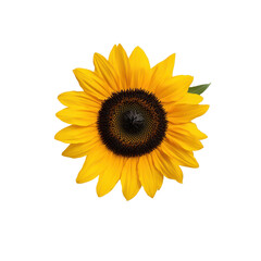 Bright and Cheerful Sunflower with Vibrant Yellow Petals and Dark Center on transparent background