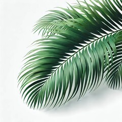Obraz premium Lush Green Tropical Palm Fronds Exotic Leaf Nature Background Summer Vibe White Background