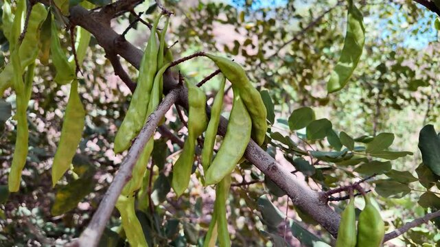 Close-Up of Carob Pods Hanging from Tree in Rural Morocco
