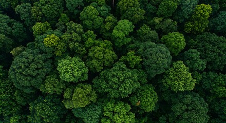 Naklejka premium Aerial View of Dense Green Forest