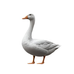 A white goose, a domestic waterfowl with a distinct beak, isolated on a white background