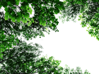 illustration of trees viewed from below, typespace border asset, vibrant green leaves transparent background