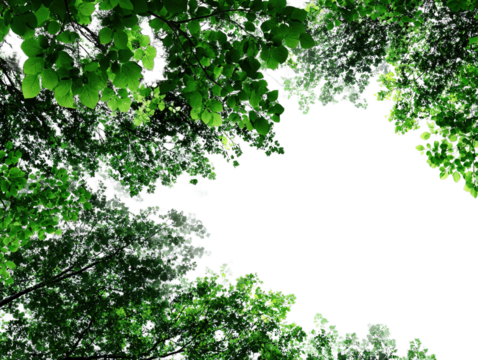 illustration of trees viewed from below, typespace border asset, vibrant green leaves transparent background