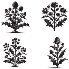 Sea Holly Flower Silhouette – Spiky Botanical Vector Design