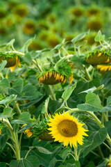 detail of sunflower backs and large green leaves