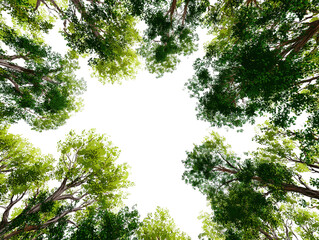 Fototapeta premium illustration of trees viewed from below, typespace border asset, vibrant green leaves transparent background
