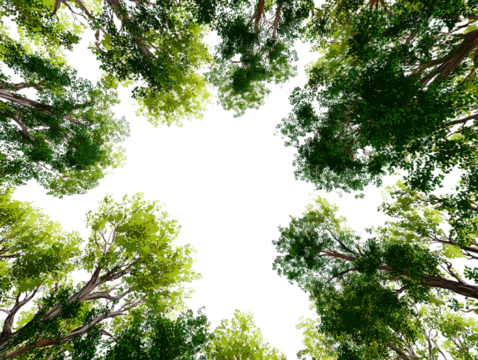 illustration of trees viewed from below, typespace border asset, vibrant green leaves transparent background