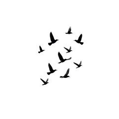 Flock of Birds in Flight Silhouetted Against Clear Sky at Dusk or Dawn in Natural Landscape on transparent background