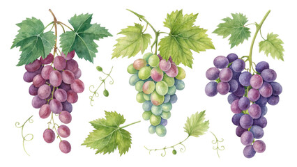Watercolor Grape Vines Composition Red, Green, Purple Bunches Isolated on Transparent Background, Vine, Fruit, Watercolor, Grapes, Botanical, Illustration