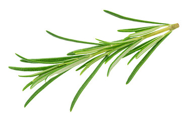 Green fresh rosemary twig isolated on white background. File contains clipping path.