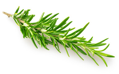 Fototapeta premium Green fresh rosemary twig isolated on white background. File contains clipping path.