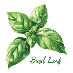basil leaf in watercolor illustration style, isolated vector on white background