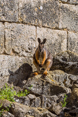 Wallaby dans le jardin zoologique de la Citadelle, fortifications au dessus de Besançon en France © Gerald Villena