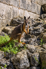 Wallaby dans le jardin zoologique de la Citadelle, fortifications au dessus de Besançon en France © Gerald Villena
