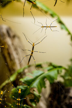 Phasmes dans le mus&eacute;e de la  Citadelle de Besan&ccedil;on en France