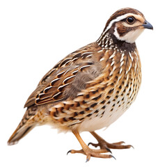 Fototapeta premium Stunning Image of a Japanese Quail A Detailed Look isolated on transparent background