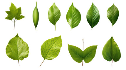 Set of green leaves isolated on white background