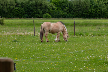 horse on pasture