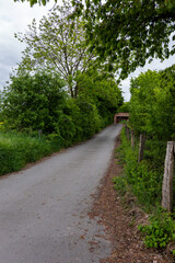 Fototapeta premium road in the woods