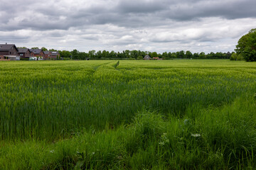 Obraz premium green field and blue sky