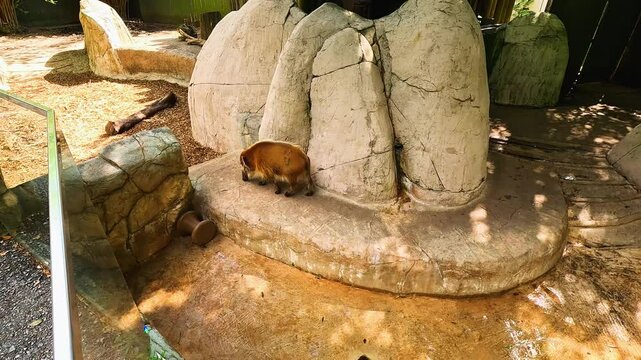 footage of a red river hog in a habitat at the Audubon Zoo in New Orleans Louisiana USA