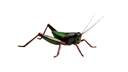 grasshopper on white background