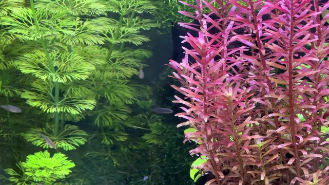 aquarium with Danio margaritatus Fish with plants 4K